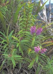 Veronica macrocarpa. Habit. Windy Canyon, Great Barrier I (Aotea I.). This plant matches material identified as var. latisepala.
 Image: M.J. Bayly © Te Papa CC-BY-NC 3.0 NZ